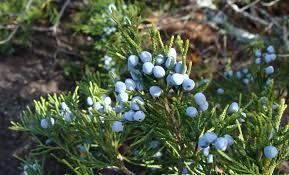 Image result for Juniperus