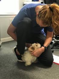 We did not find results for: Dogwood Veterinary Hospital Laser Center Veterinarian Health Care Pets Newnan Coweta Chamber Ga