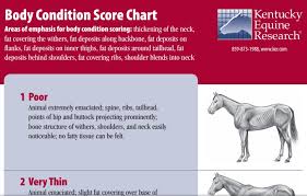 Printables For Organizing Your Horse Life