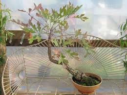 Image result for Cussonia corbisieri