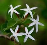 Image result for Alafia caudata