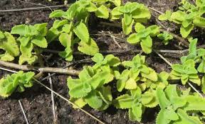 Image result for Coleus psammophilus