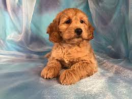 The cockapoo is sometimes also called a cockadoodle or spoodle! Pin On Boo Bear Cockapoo