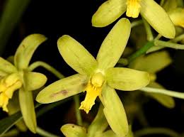 Image result for Ansellia