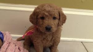 Trainpetdog.com has been visited by 10k+ users in the past month F1 Mini Goldendoodle For Sale Near Me