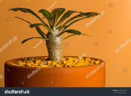 Image result for Pachypodium saundersii