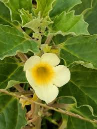 Image result for Pedalium