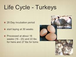 Poultry production involves meat production, table eggs. Poultry Industry Ppt Video Online Download