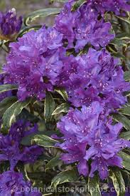 Rhododendron Ponticum Silver Edge A Variegated Foliage Cultivar Of A Large Evergreen Late Spring To Early Summer Fl In 2020 Rhododendron Flowering Shrubs Shrubs