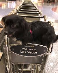 Las Vegas Pet Friendly Hotels Restaurants Things To Do Pet Friendly Las Vegas Pet Friendly Hotels Pet Friendly Vacations