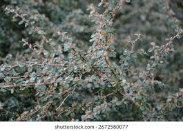 Image result for Cotoneaster microphyllus