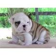 Bulldogs for Sale in Minneapolis | Dogs on Oodle Classifieds