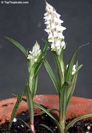 Image result for Zeuxine