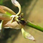 Image result for Bulbophyllum schinzianum
