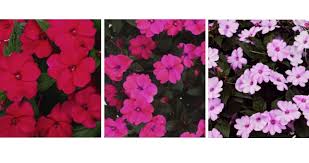 Click to read further detail. Culture Report New Guinea Impations Sunstanding Series Greenhouse Product News