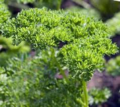 Barlauch Anbau Aussaat Pflege Und Ernte Im Garten Herbs Tips