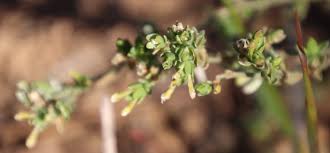 Image result for Gnidia inconspicua