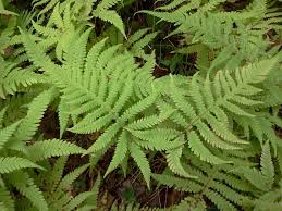 Image result for Metathelypteris vandervekenii