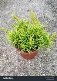 Image result for Senecio barbertonicus