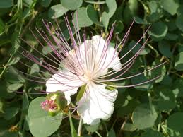 Image result for Capparis citrifolia