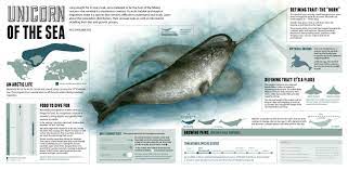 Jomc 484 Infographics A Piece I Put Together For A Class Detailing Information About Narwhals And Experimenting With Traditional A Narwhal Animals The Narwhal
