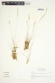 Image result for Trichoneura grandiglumis