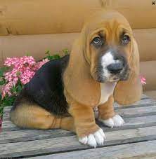 Basset Hound Breeders In Pa Basset Hound Basset Hound Puppy Basset Hound Breeders