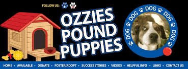 Check spelling or type a new query. Ozzies Pound Puppies Concord Ca Pound Puppies Puppies Pound