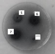 Image result for Lettowianthus stellatus