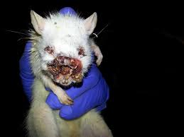 How to care for a rat. Pet Trade Breeder Dealer S Abuse Neglect Caught On Video