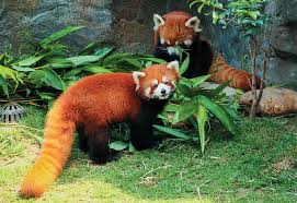 Zoo knoxville is one of the premiere zoological experiences in the southeast. New Cubs In Town Red Pandas Take Up Residence At The Wnc Nature Center Wnc Magazine