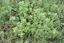 Image result for Pedalium