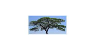 Image result for Albizia adianthifolia × gummifera