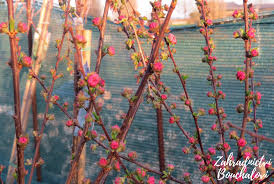 Image result for mandloň trojlaločná