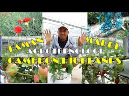 10,477 likes · 16 talking about this · 73,016 were here. Jom Singgah Di Taman Agroteknologi Mardi Cameron Highlands Youtube
