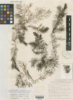 Image result for Ceratophyllum muricatum