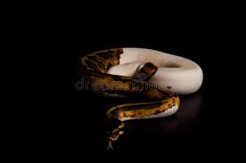 Description of a 2015 hatchling that came out amazing looking this past season! 1 798 Python Tongue Photos Free Royalty Free Stock Photos From Dreamstime
