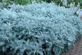 Image result for Cineraria mazoensis