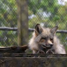 Maybe you would like to learn more about one of these? Longisland Game Farm Gamefarmli Twitter
