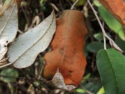 Image result for Croton dichogamus