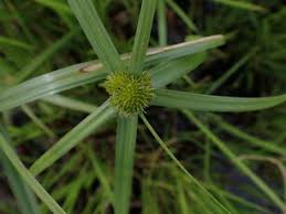 Image result for Kyllinga erecta