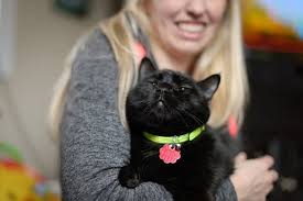 Why use a cat shock collar? Questions About The Bc Spca Help Topics Bc Spca