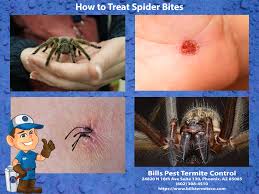 Image result for wolf spider bite skin