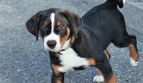Habanero de la maladie d'amour. Appenzeller Sennenhund Prospecierara