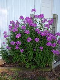 The tall garden phlox can grow up to three feet tall but there are dwarf varieties that are much smaller on maturity. Phlox North Carolina Extension Gardener Plant Toolbox