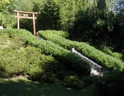 Image result for Shibataea kumasasa