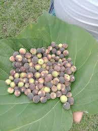 We did not find results for: Falsa Indian Sherbet Berry My Surprise Discovery Peakd