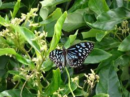 Image result for Secamone punctulata