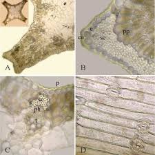 Image result for Dissotis pachytricha