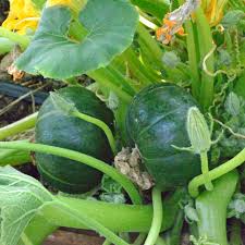 Image result for Cucurbita